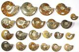 Lot: to Polished Ammonite Fossils pieces #116591-1